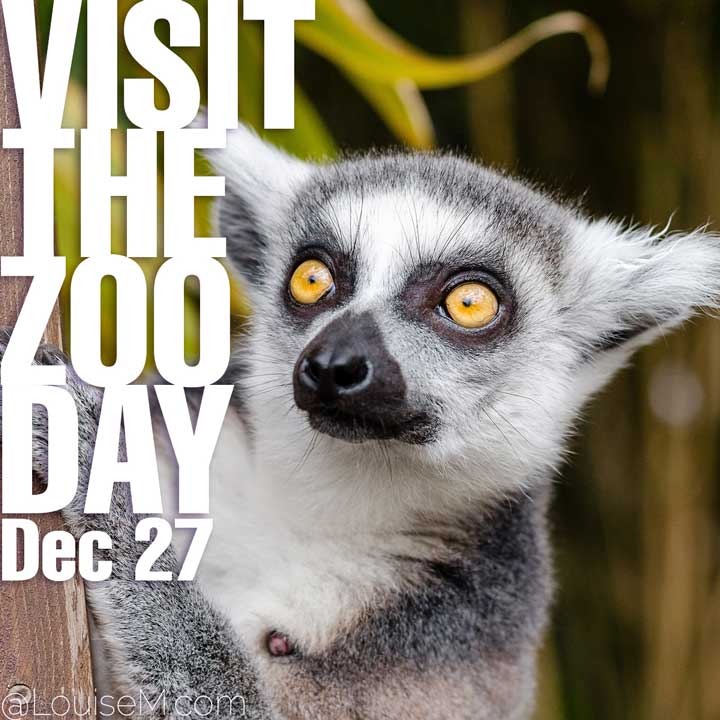 december 27 holiday visit the zoo day on photo of lemur.