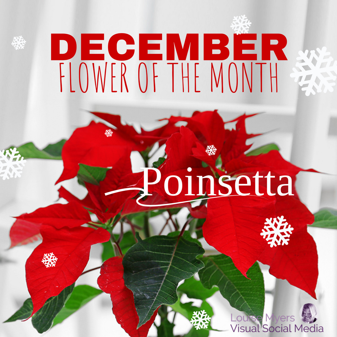 red poinsettia with white snow falling and words december flower of the month.