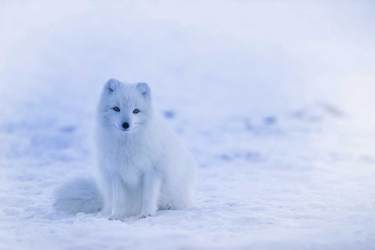 photo of white fox on snow.