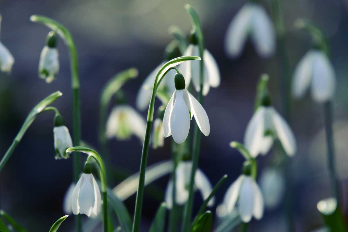 photo of snowdrop flowers in february.