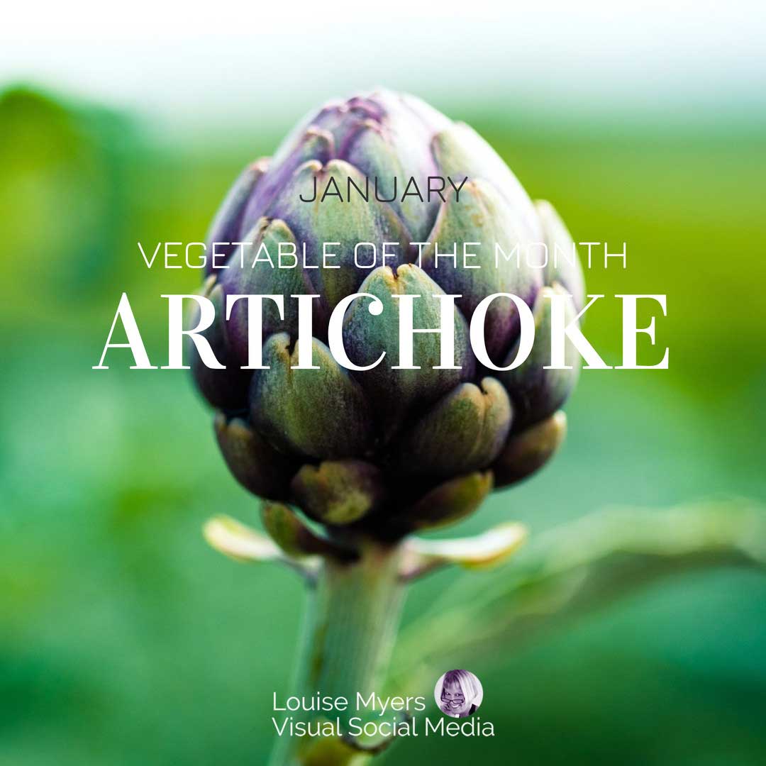 closeup of growing green and purple artichoke says january vegetable of the month.