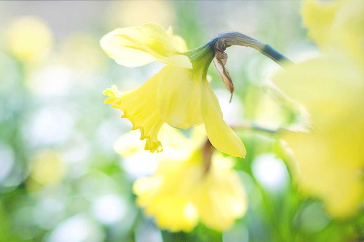 dancing daffodils in soft march sunlight.