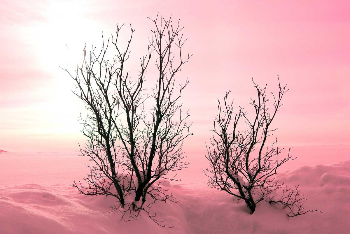pink sky snow scene with bare trees poking through.