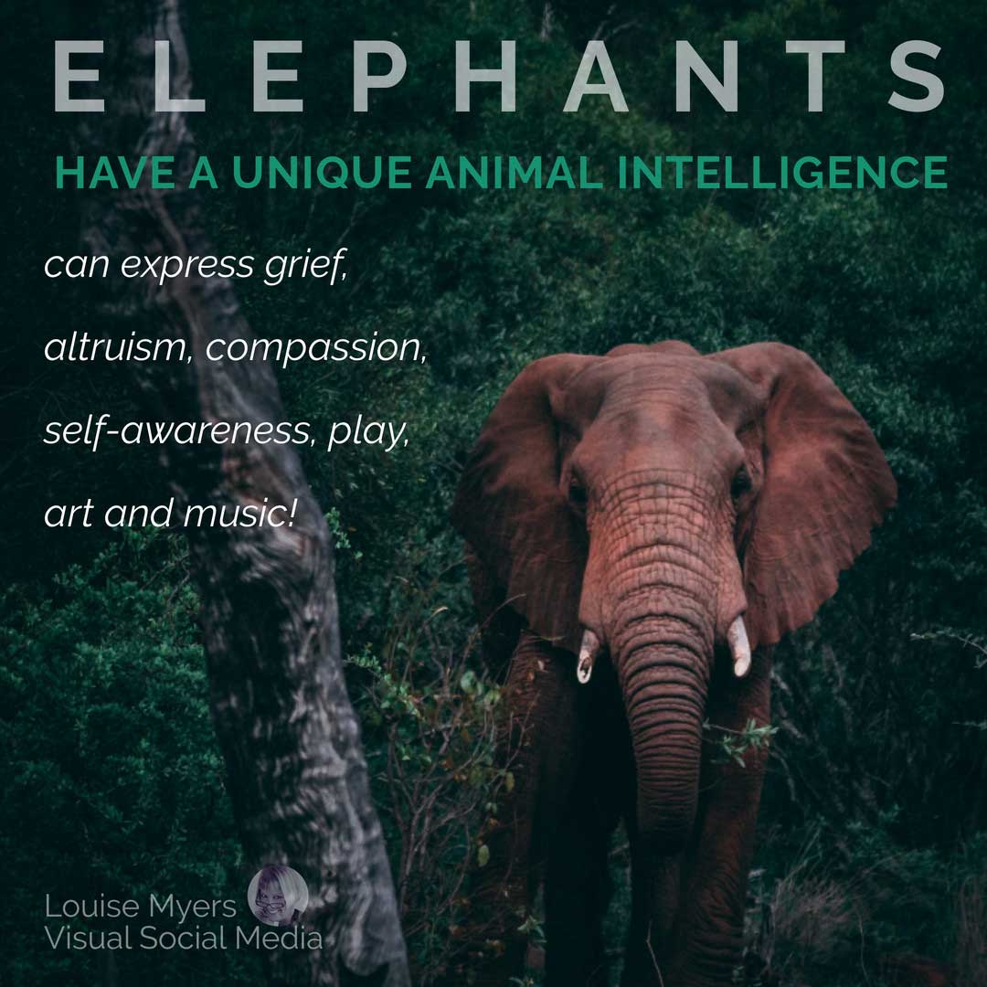 elephant photo and facts for Save The Elephant Day.