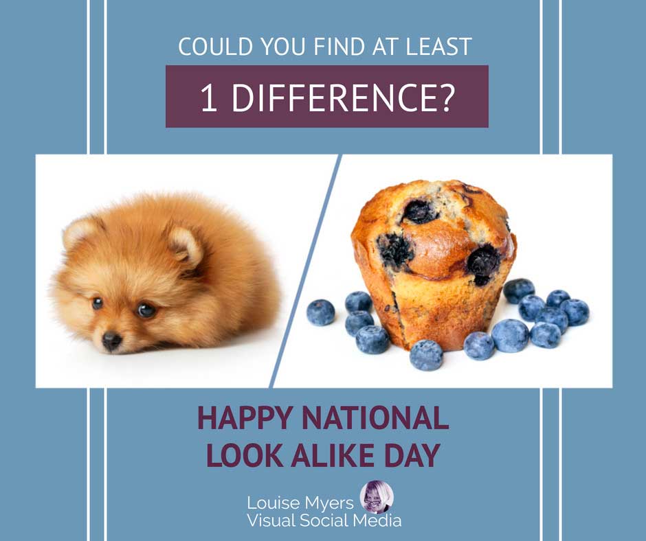 photo of fox and muffin says find 1 difference for National Look Alike Day.