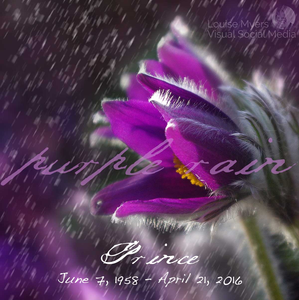 purple flower in rain says purple rain, prince, with birth and death dates.