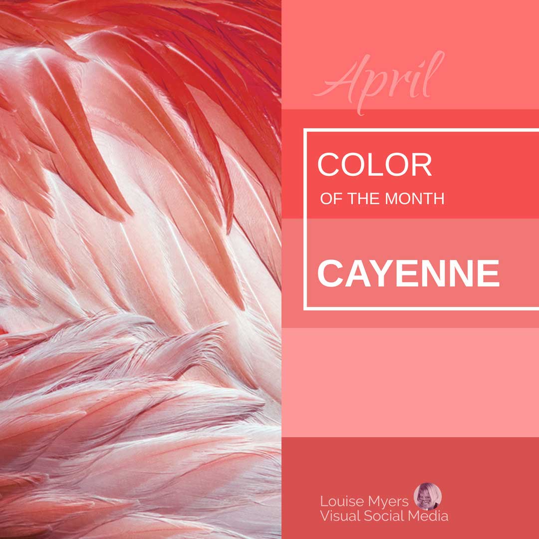 flamingo feathers and colorful stripes says april color of the month is cayenne.