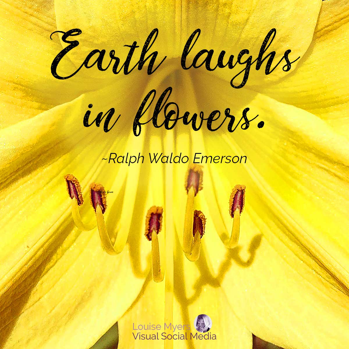 yellow daylily with script quote Earth laughs in flowers.