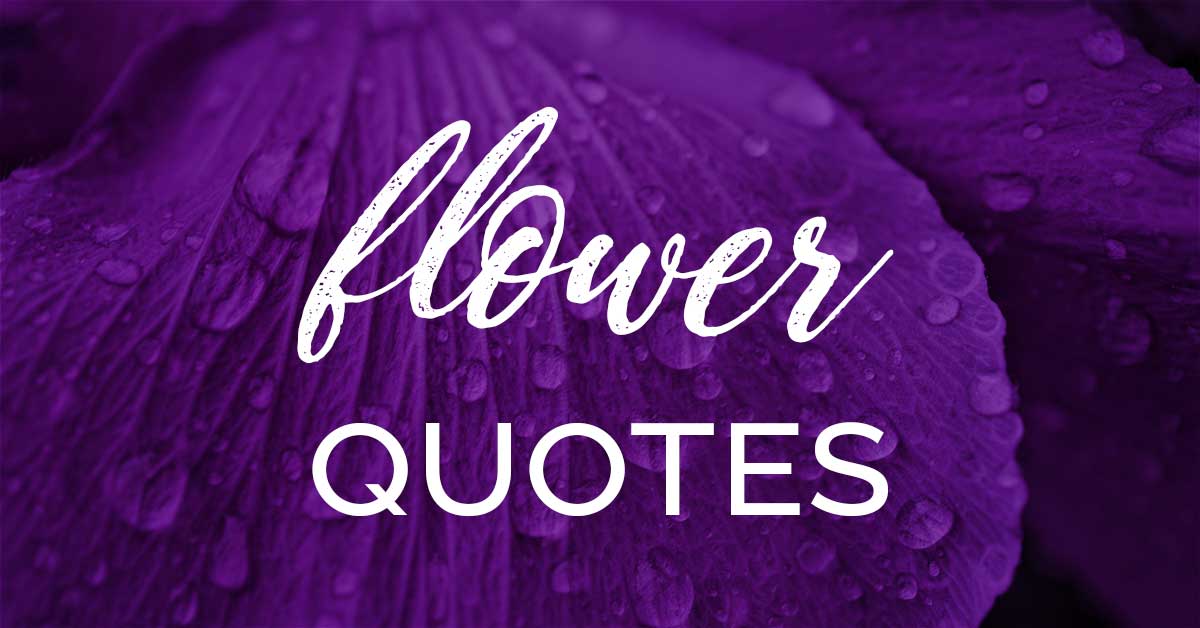 purple petals with dew drops says flower quotes.
