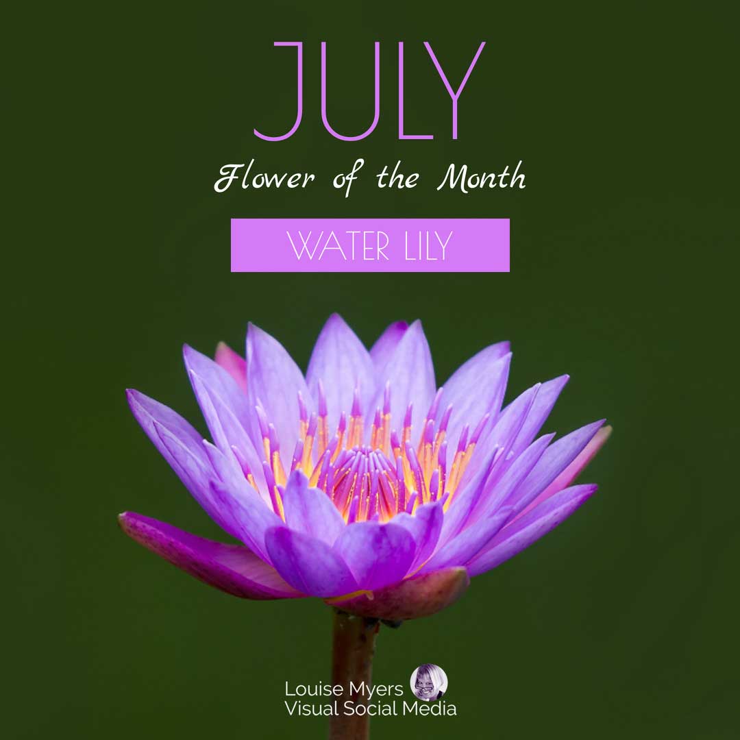 purple water lily with text july flower of the month.