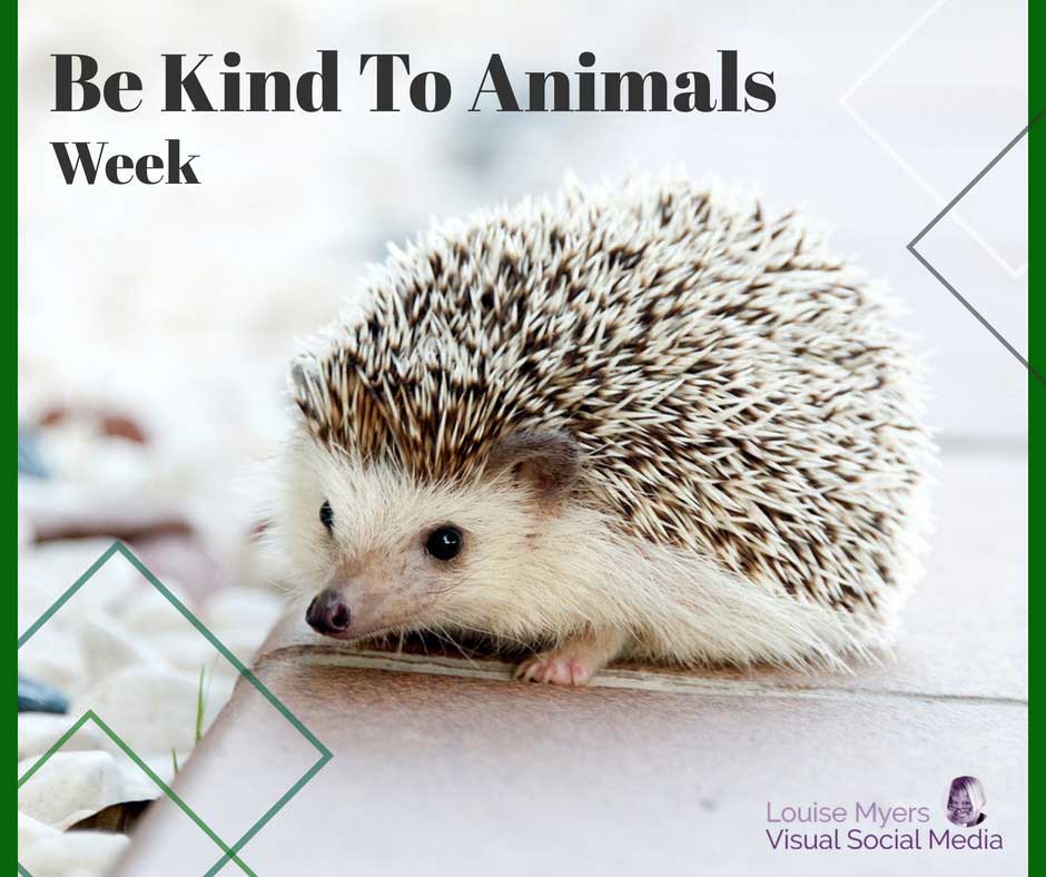 cute hedgehog says Be Kind To Animals Week is May 1 to 7.
