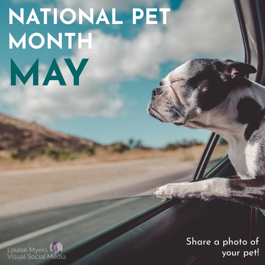 happy bulldog riding in car says May is National Pet Month.