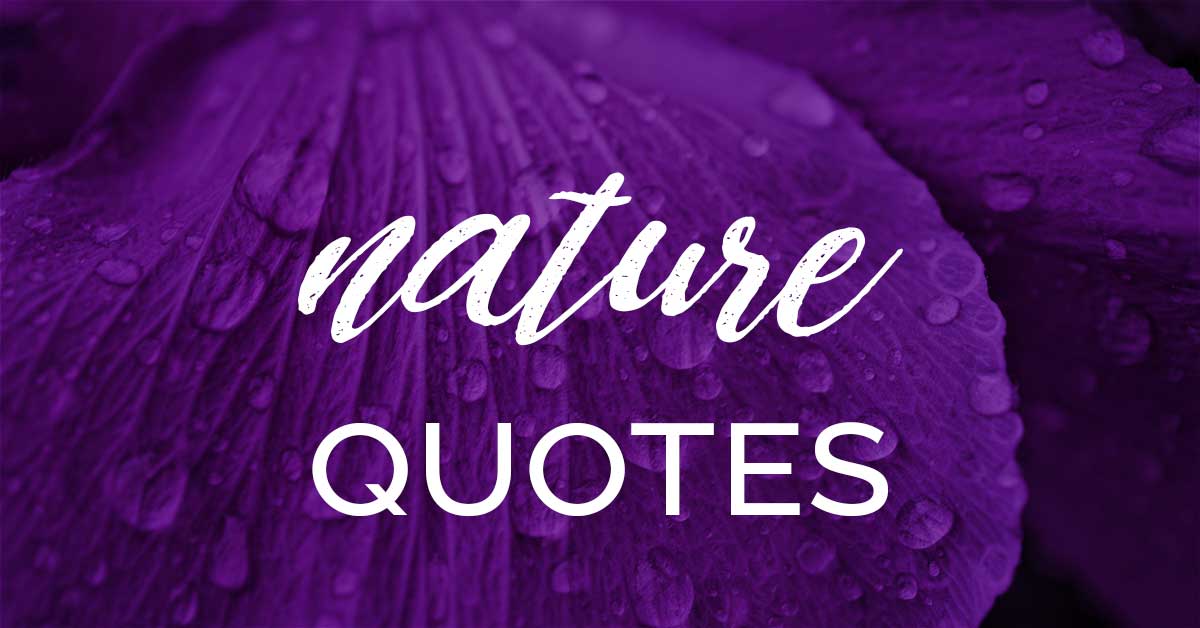 purple petals with dew drops says nature quotes in script.
