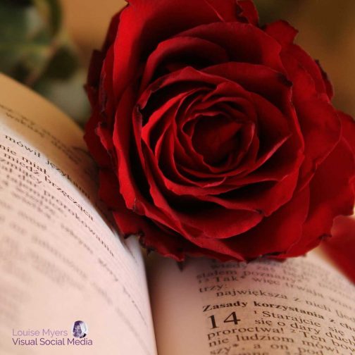 100 Best Rose Quotes for Love and Life, Thorns and All! | LouiseM