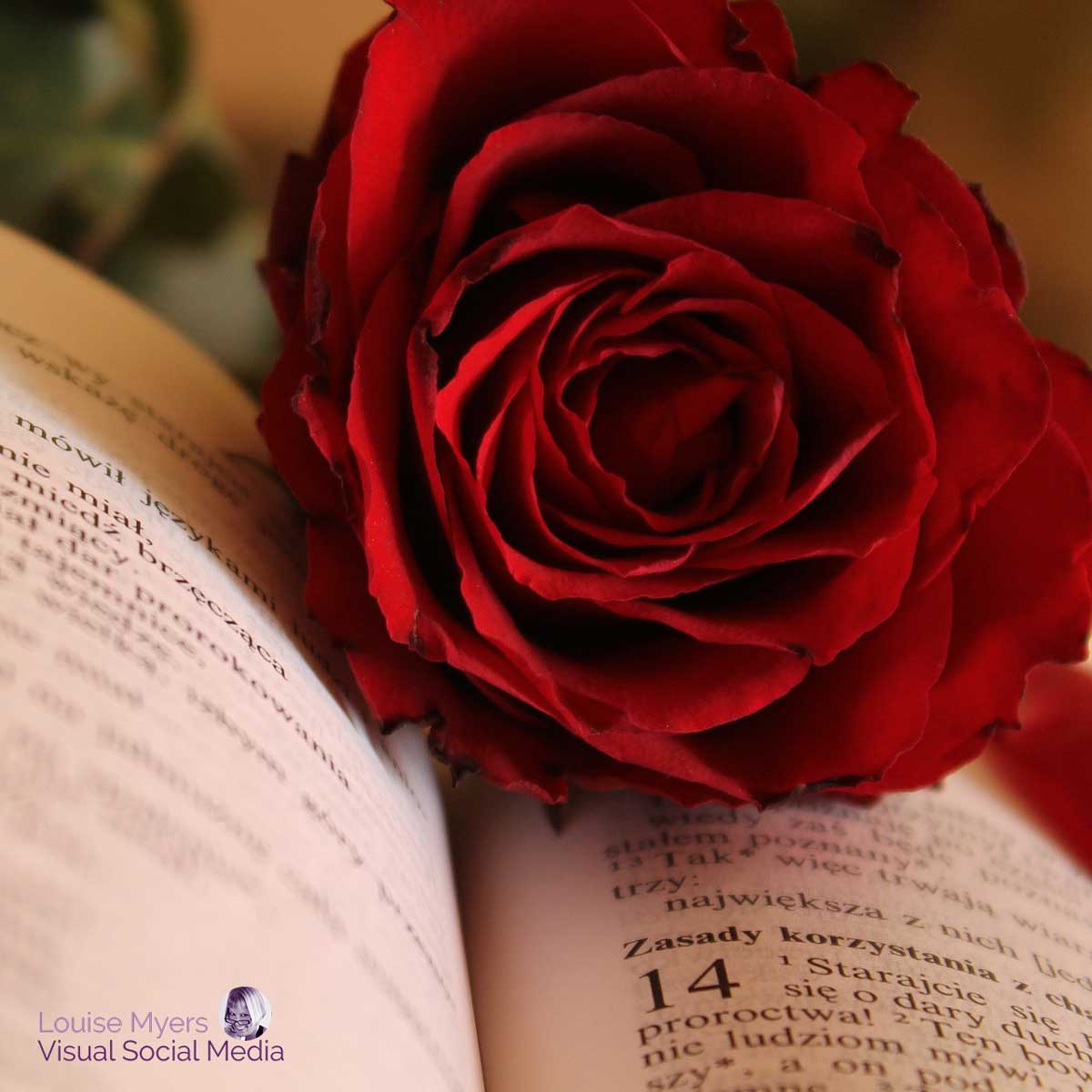 red rose on old book.