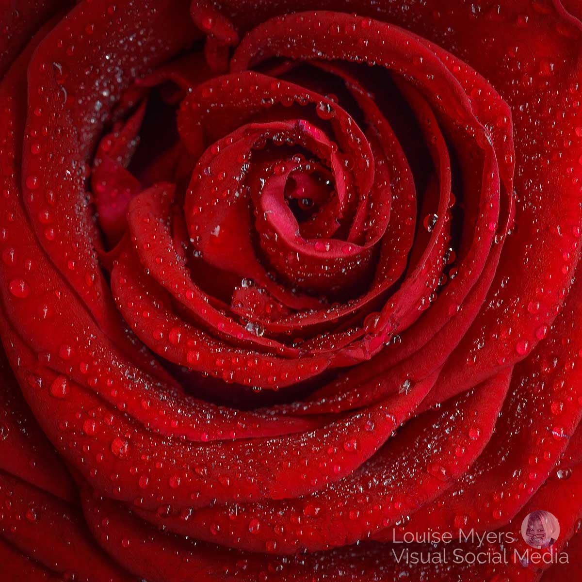 red rose sparkling with dew drops.
