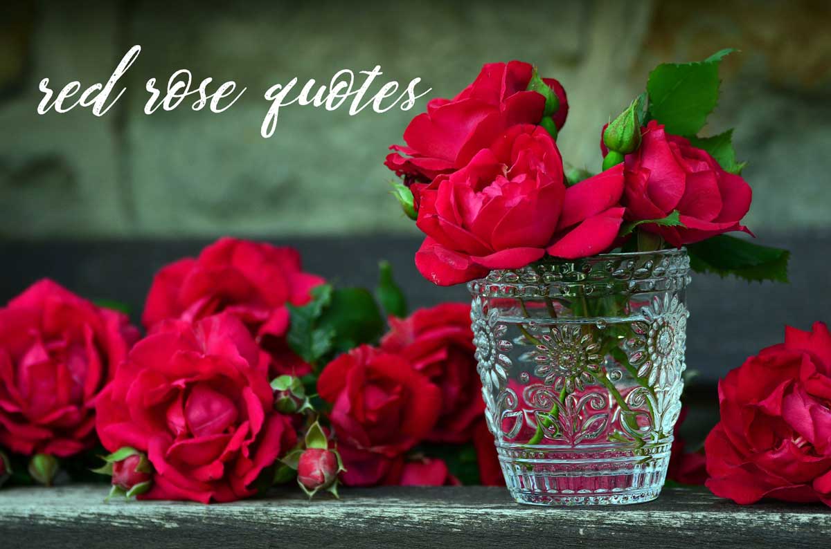 crystal vase with red roses says Red rose quotes.