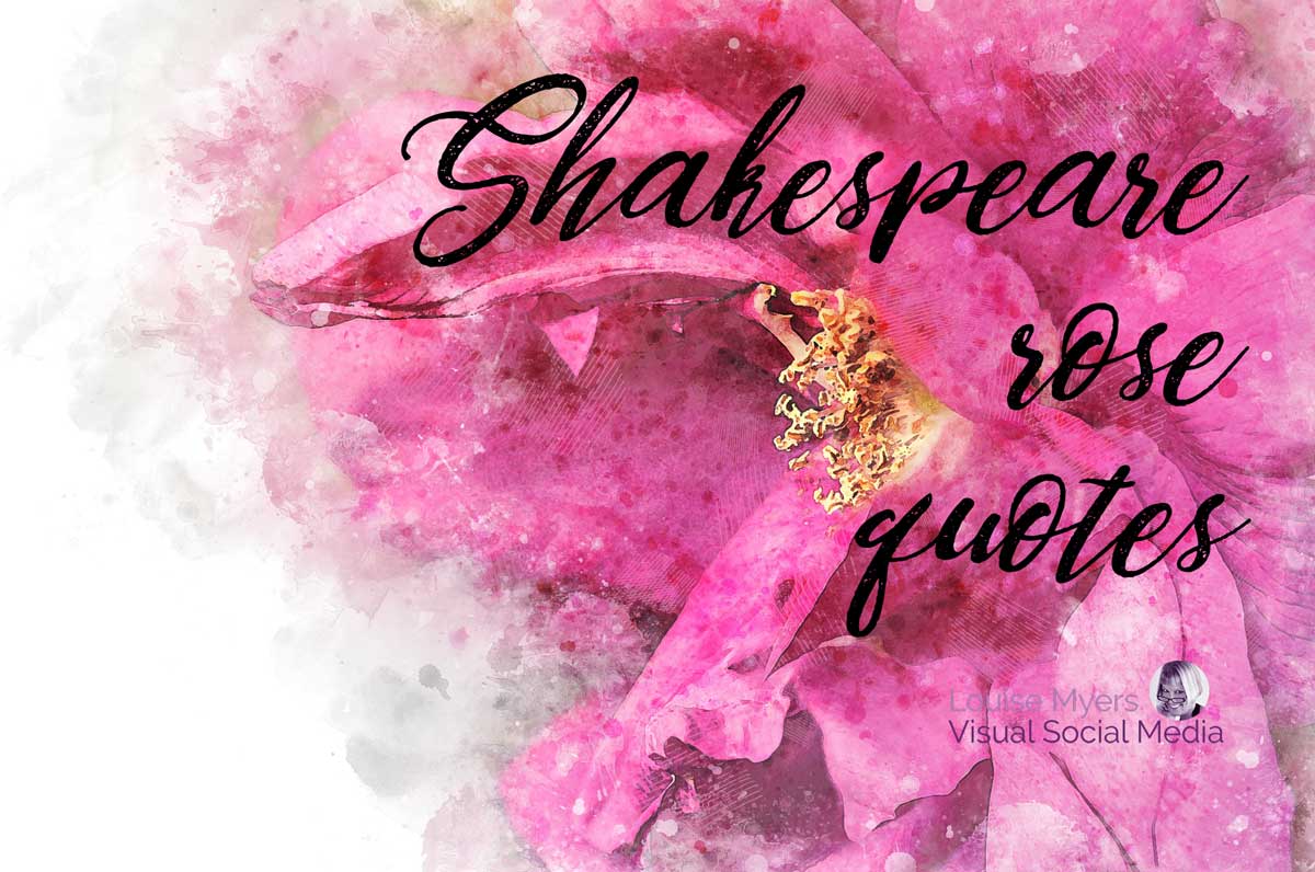 pink rose art says Shakespeare rose quotes.