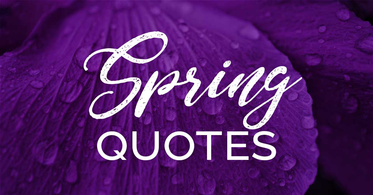 purple flower petal with dew drops says Spring quotes.