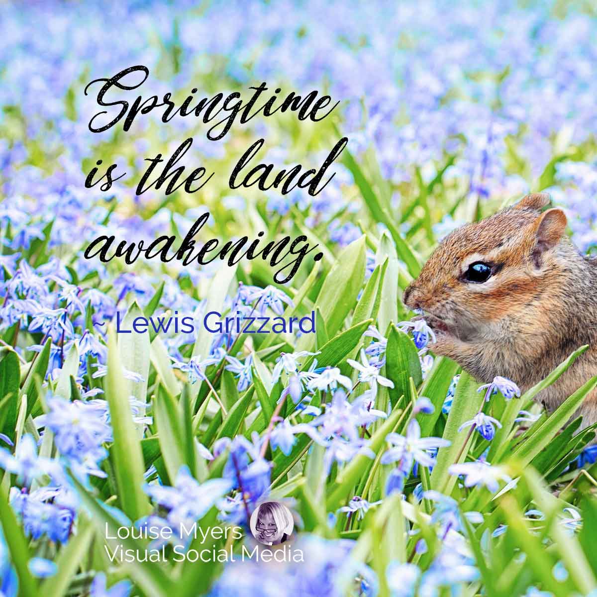 field of blue flowers with chipmunk has Lewis Grizzard quote, Springtime is the land awakening.