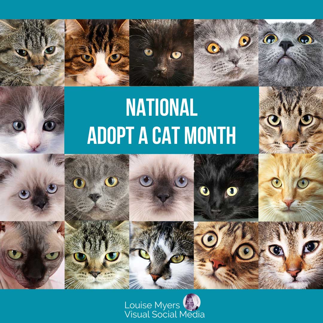 17 cute cat faces with blue background that says national adopt a cat month.