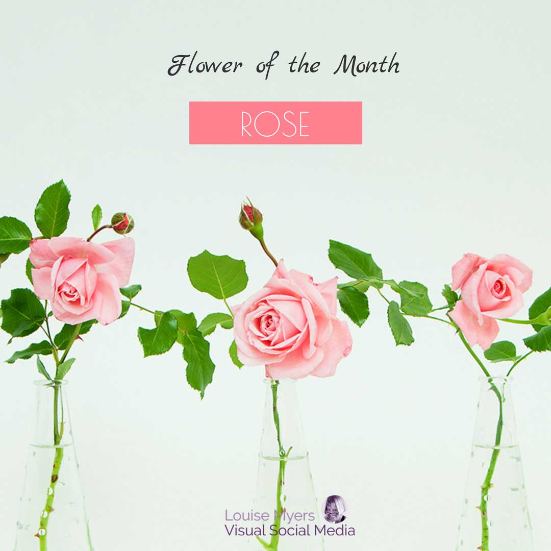 3 pink roses with text flower of the month is rose.