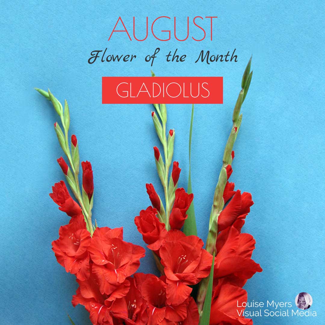 red gladiolus against turquoise wall says august flower of the month gladiolus.