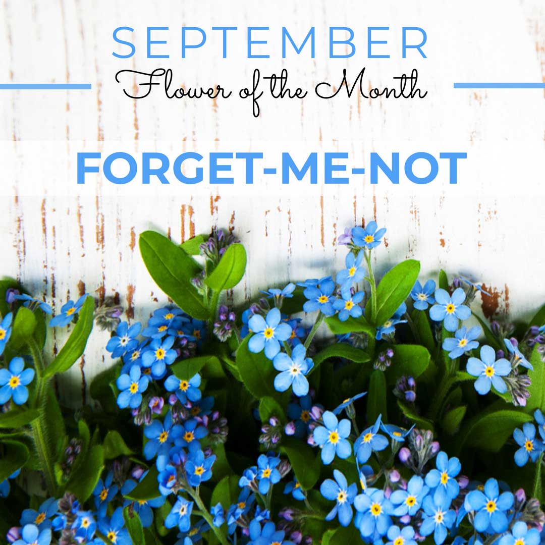 blue flowers against white wall has text september flower of the month is forget-me-not.