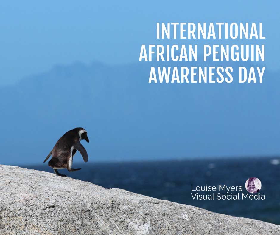 one penguin on rock by blue water and sky says International African Penguin Awareness Day.