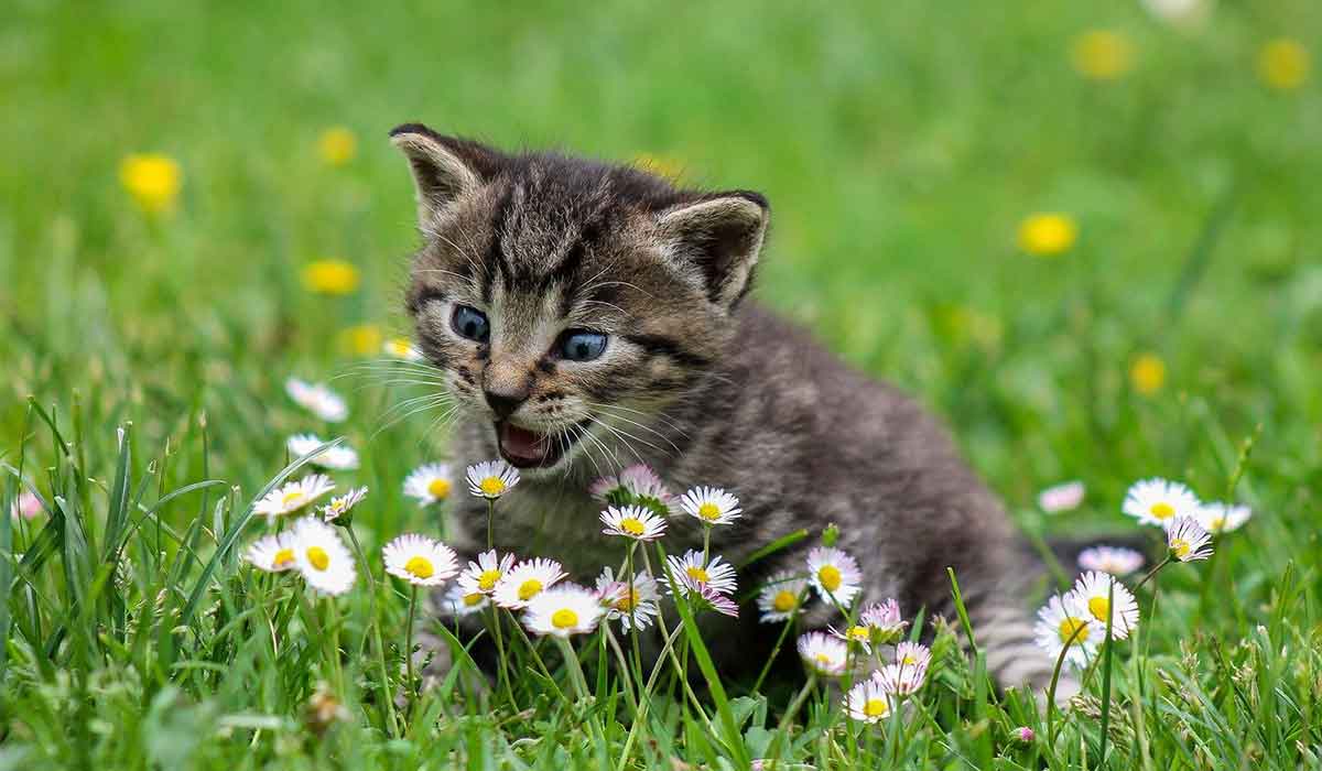 kitten playing in green grass.