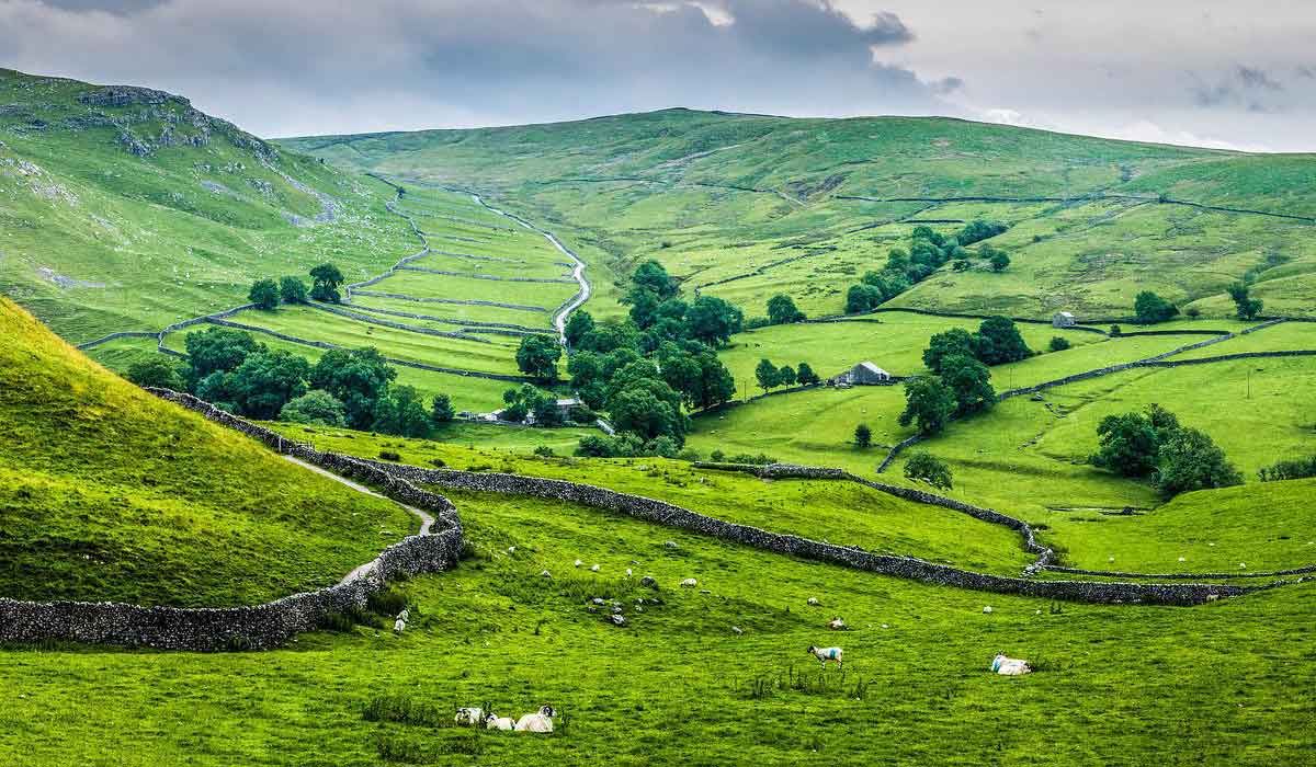 verdant green pastures with sheep relaxing on the grass.