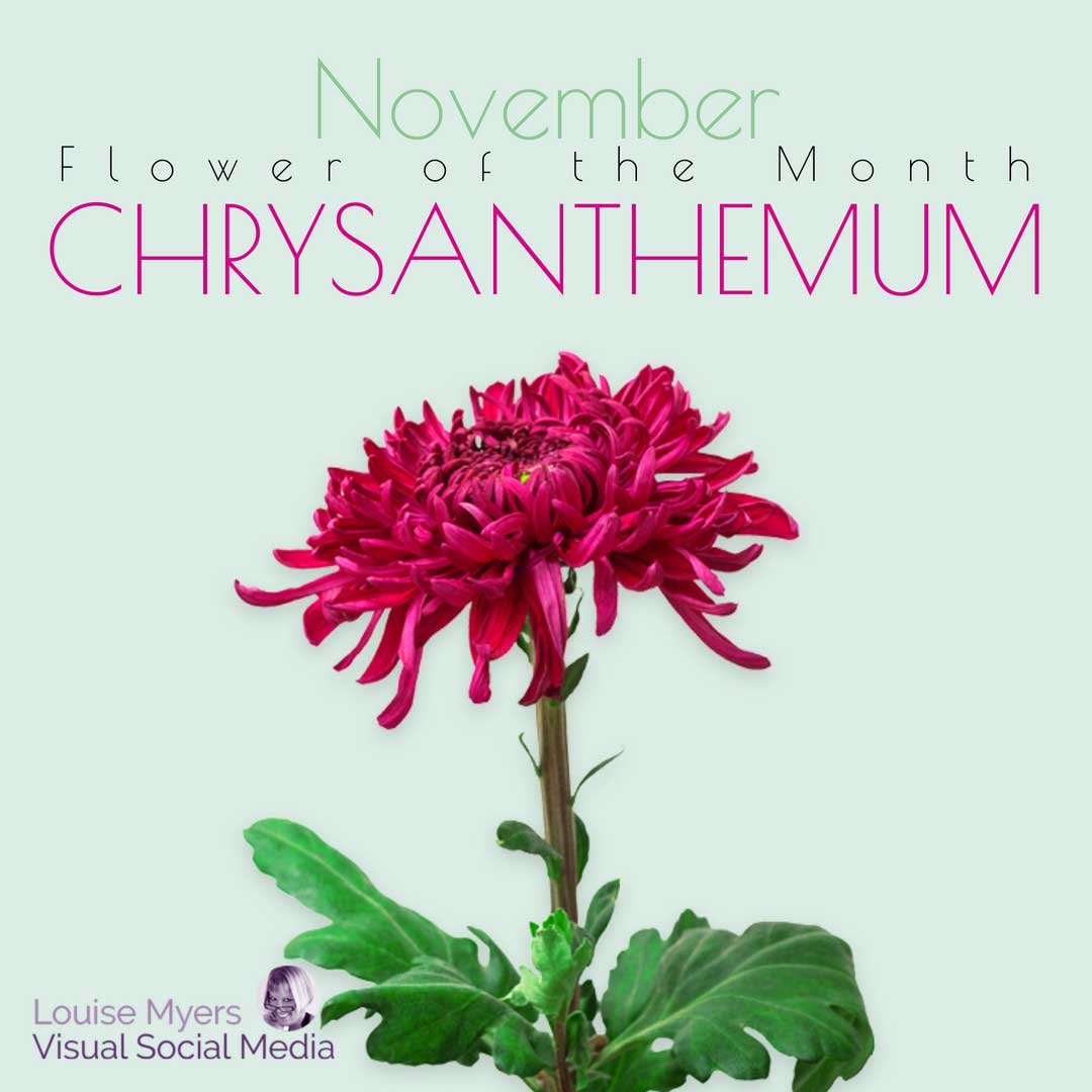 fuchsia chrysanthemum with words november flower of the month.