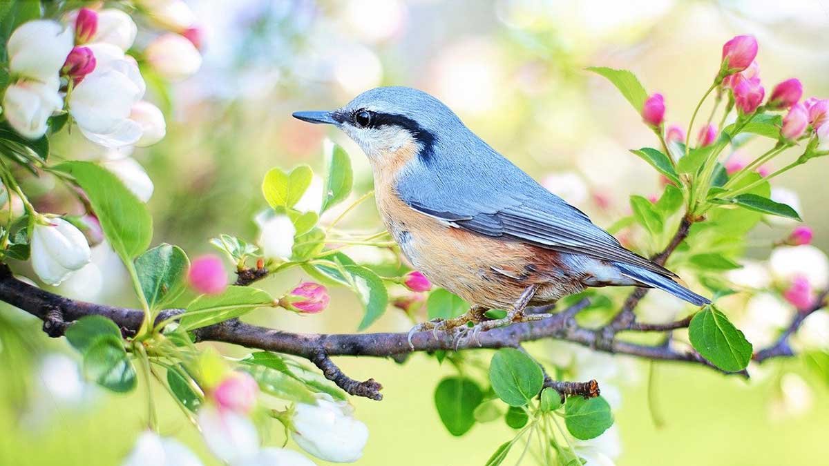 blue bird of happiness sitting amidst pink flowers and green leaves looks joyful.