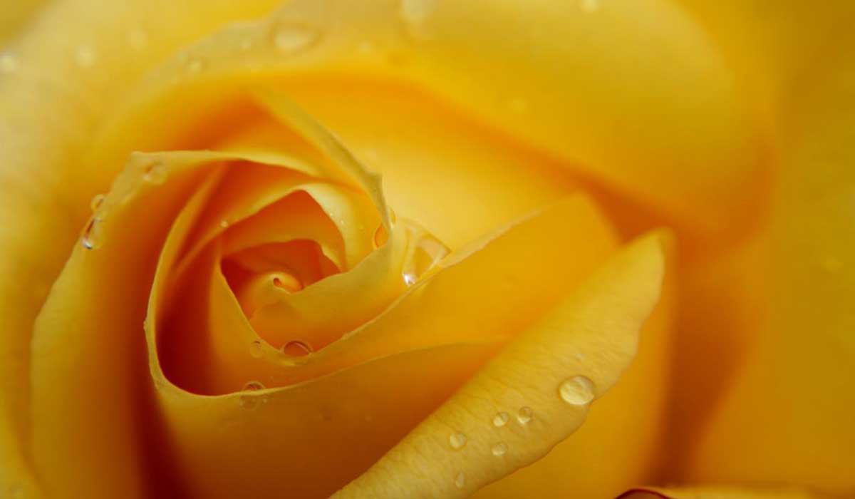 closeup of yellow rose for friendship.