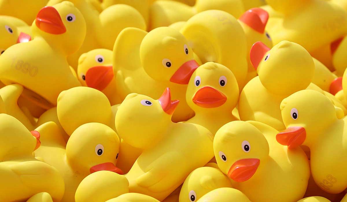 collection of dozens of yellow rubber duckies.