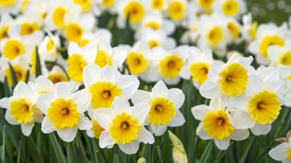 white daffodils with yellow centers and green leaves.