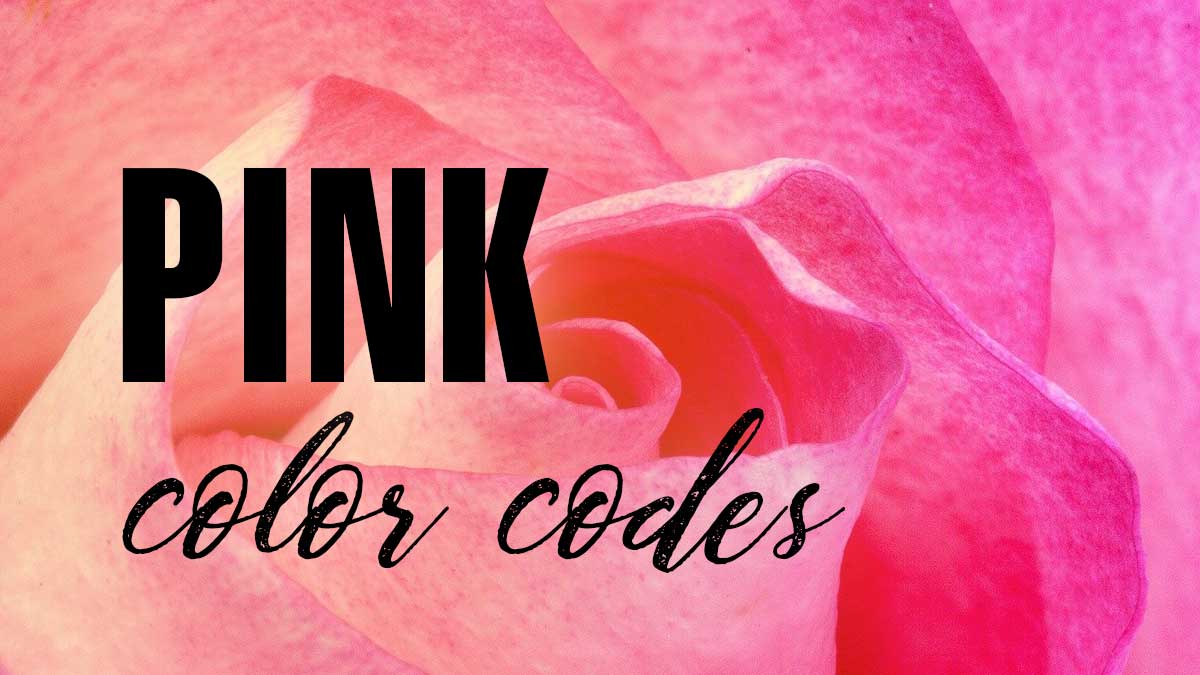 closeup of pink rose has text pink color codes.