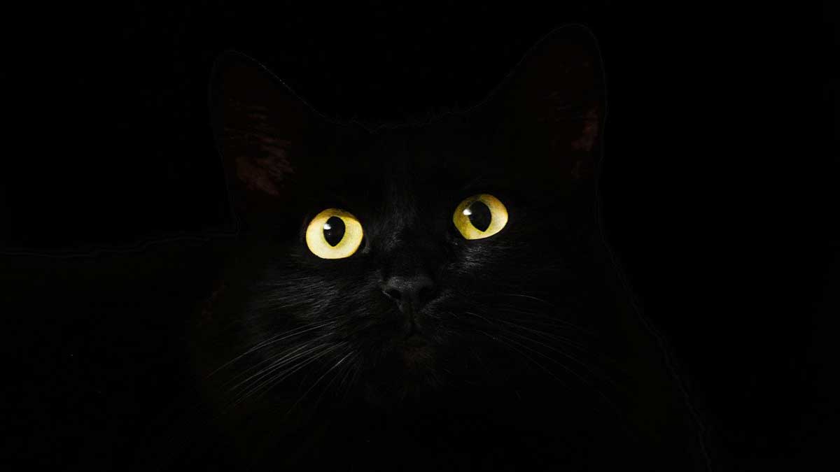 black cat with gold eyes almost disappears on black background.