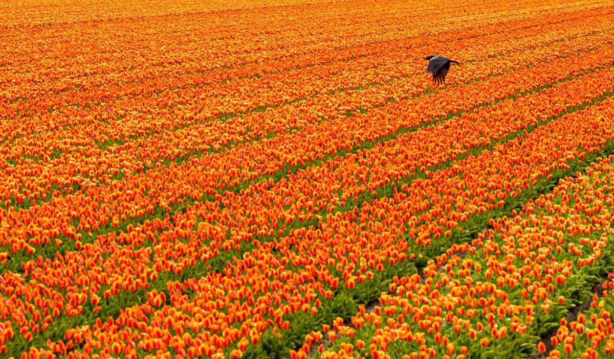 field of orange tulips in the netherlands.