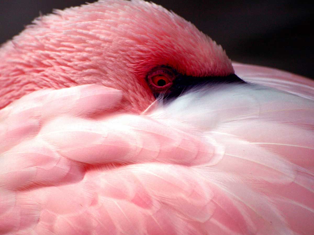 shy pink flamingo hiding under its wing.
