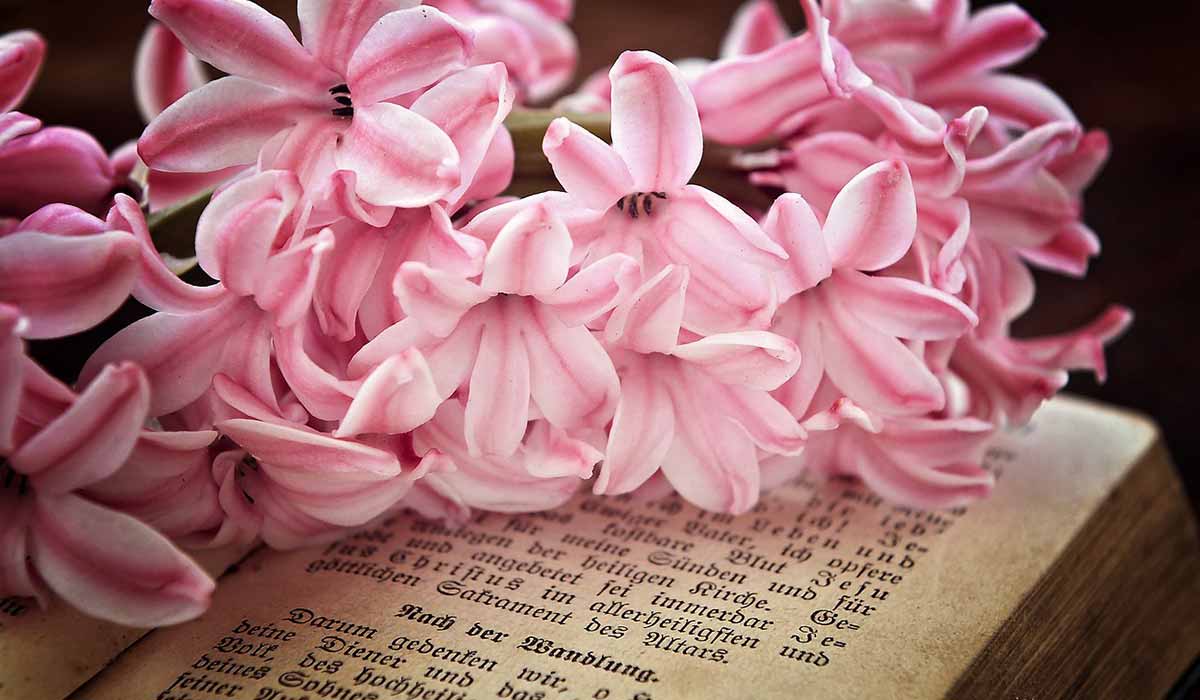 pink hyacinth flowers lying on bible pages.
