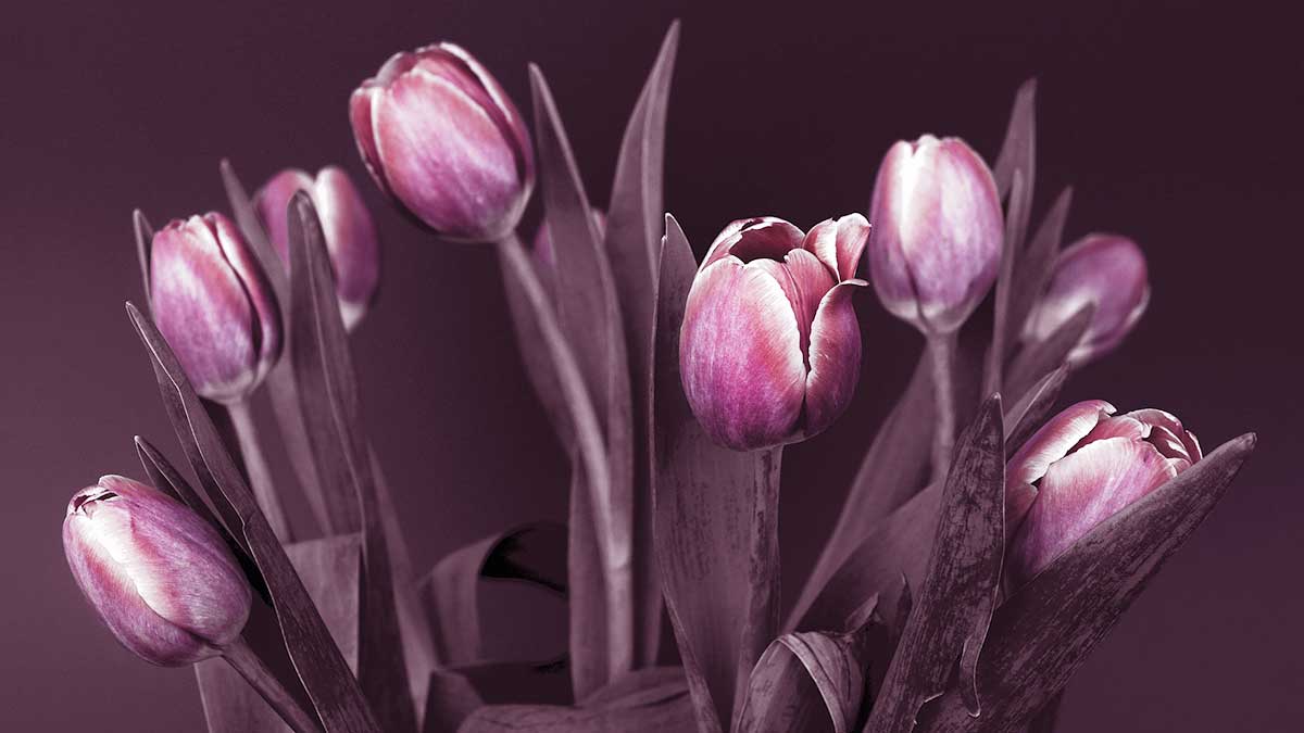 pink tulips arranged on dark background.