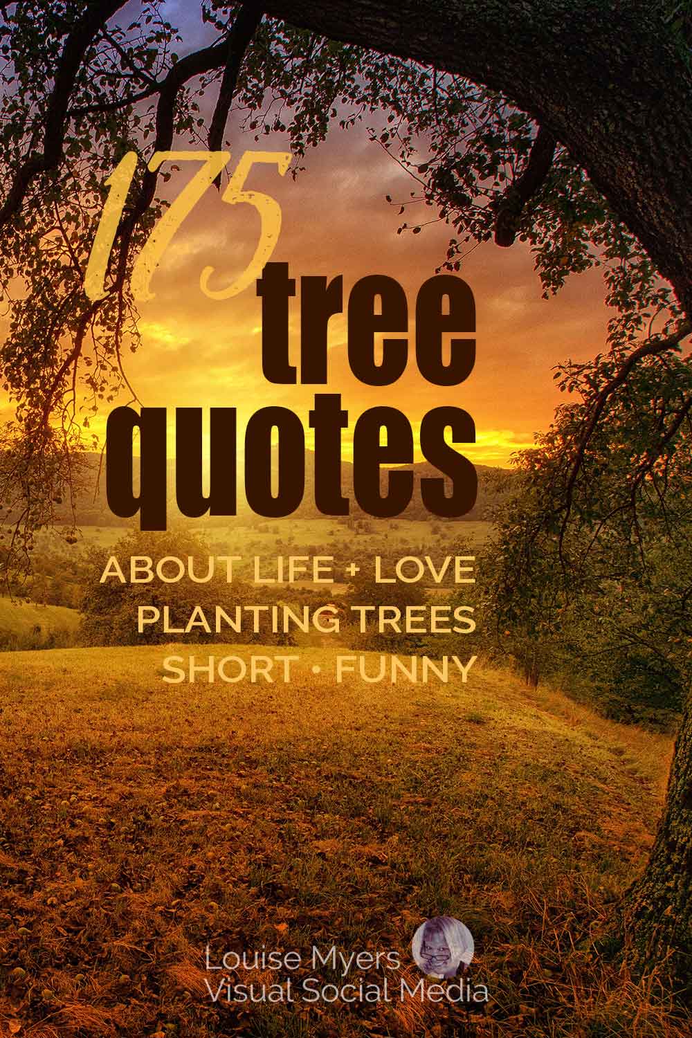 sunset through tree boughs with words, 175 tree quotes about life and love, planting trees, short, funny.